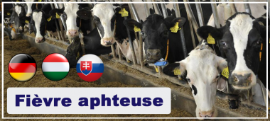 actu-aphteuse_ahs.png