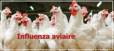 actu-influenza.png