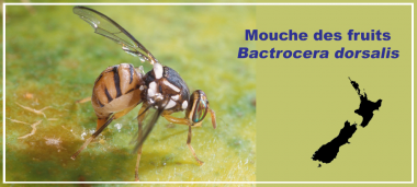 actu-mouche_fruits.png