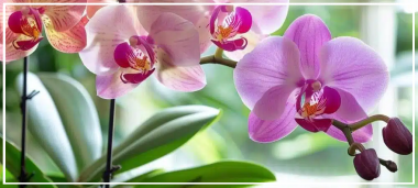 actu-orchidees.png
