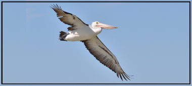 actu-pelicans.png