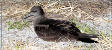 actu-puffins.png