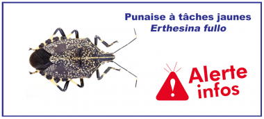 actu-punaise.png