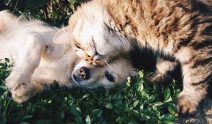 Cat and dog