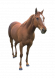 c-chevaux.png