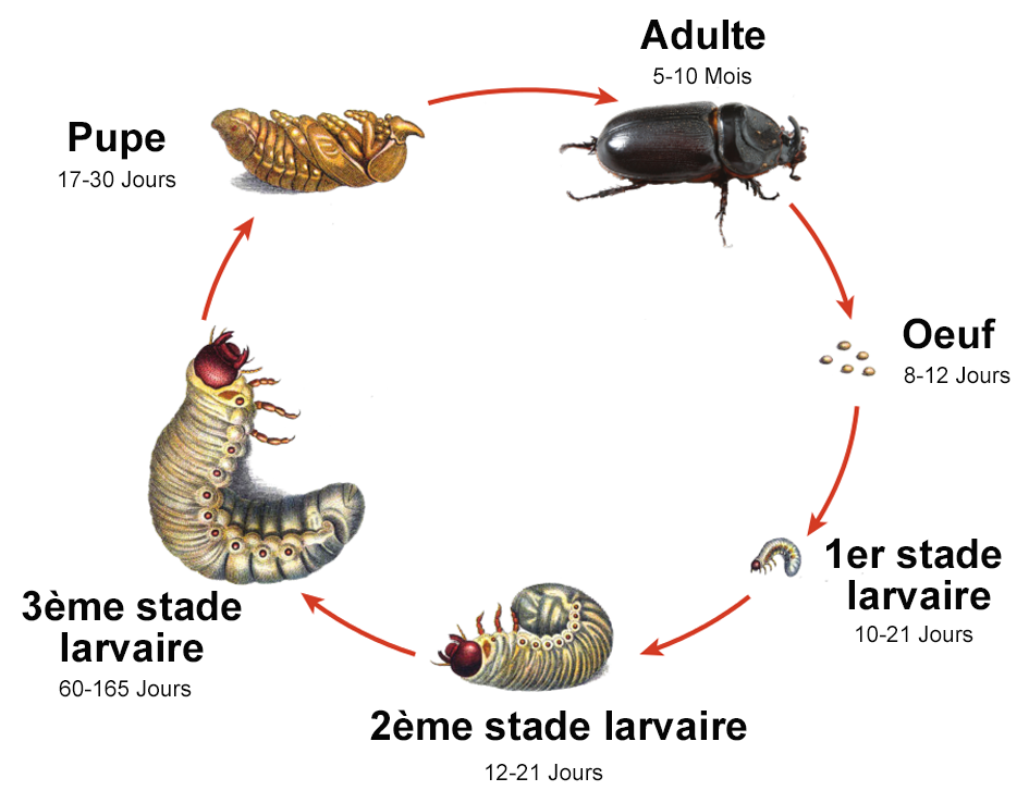 Cycle de vie du scarabée rhinocéros