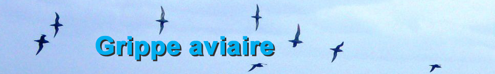 et_grippe-aviaire.png