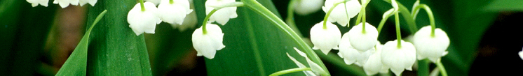 et_muguet