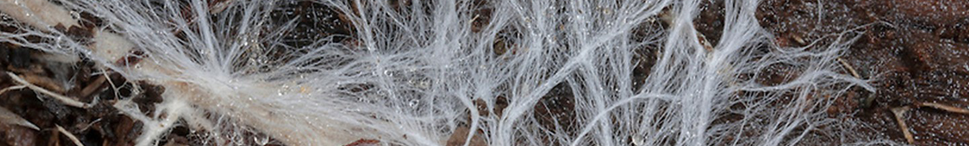 et_sp-mycelium.png