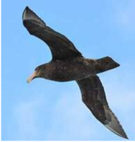 petrel.png