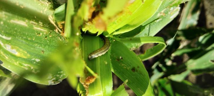 Les dégâts provoqués par la chenille de Spodoptera frugiperda sont bien visibles (© Didier Pastou).