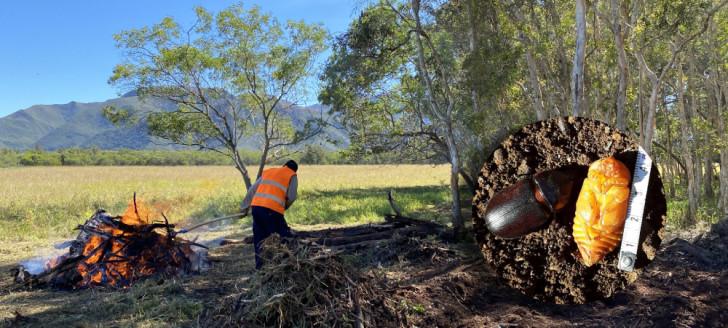 La lutte contre le scarabée rhinocéros s’est intensifiée dans la zone infestée qui va de La Tamoa à Tomo.