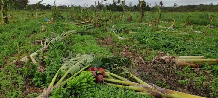 Après le cyclone Oma qui avait provoqué d’importants dégâts en février 2019 (comme sur cette image à Ouégoa), la faible dépression d’avril a endommagé les cultures de plusieurs communes.