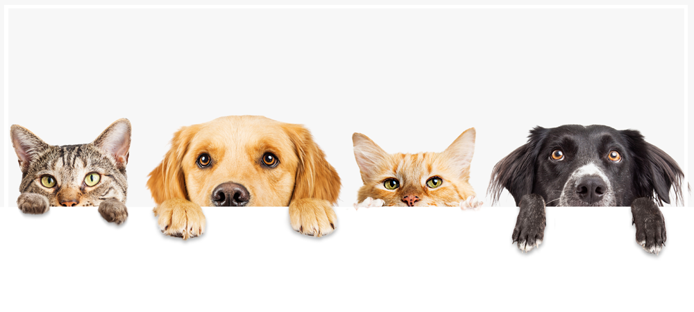 actu-chiens-chats.png