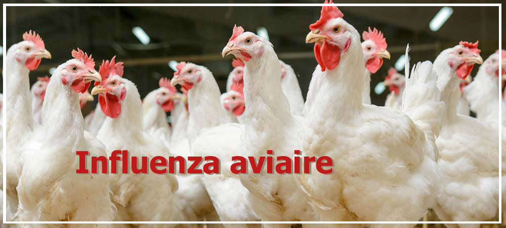 actu-influenza.png