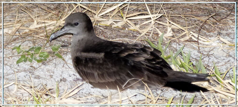 actu-puffins.png